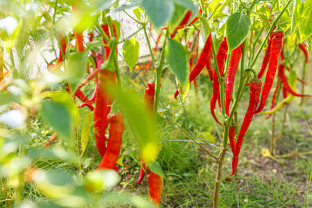 Gardening and agriculture concept. Perfect red fresh ripe organic chili pepper ready to harvest on...
