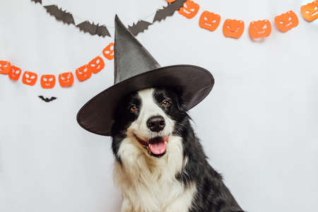 Trick or Treat concept. Funny puppy dog border collie dressed in halloween hat witch costume scary and spooky on white background with halloween garland decorations. Preparation for Halloween partyの写真素材