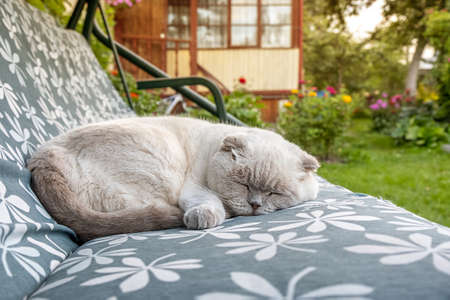 Funny short haired domestic white British cat sleeping on garden swing sofa. Kitten resting and relax in sun outdoors in backyard on summer day. Pet care and animals conceptの写真素材
