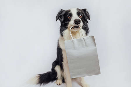 Puppy dog border collie holding shopping bag in mouth isolated on white background. Online or mall shopping shopaholic concept. Black friday Christmas season sale. Mock upの写真素材