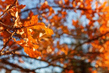 Natural autumn fall view of trees with yellow orange leaf in garden forest or park. Oak leaves...