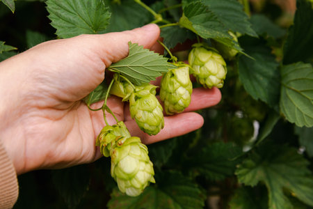 Farming and agriculture concept. Woman farm worker hand picking green fresh ripe organic hop cones for making beer and bread. Fresh hops for brewing production. Hop plant growing in garden or farmの写真素材