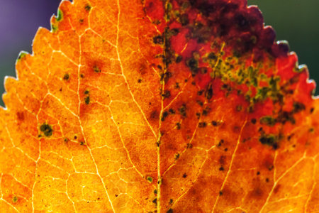 Closeup natural autumn fall macro view of red orange leaf glow in sun on blurred green background in garden or park. Inspirational nature october or september wallpaper. Change of seasons conceptの写真素材