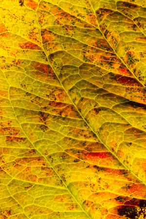 Closeup autumn fall extreme macro texture view of red orange wood sheet tree leaf glow in sun background. Inspirational nature october or september wallpaper. Change of seasons conceptの写真素材