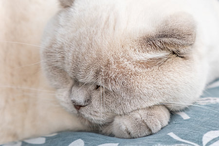 Funny short haired domestic white British cat sleeping indoor at home. Kitten resting and relax on blue sofa. Pet care and animals conceptの写真素材