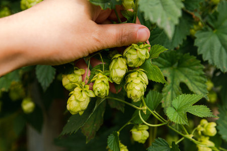 Farming and agriculture concept. Woman farm worker hand picking green fresh ripe organic hop cones for making beer and bread. Fresh hops for brewing production. Hop plant growing in garden or farmの写真素材