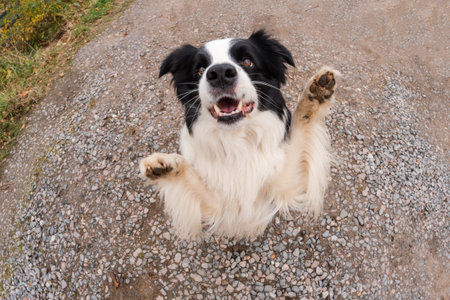 Pet activity. Puppy dog border collie walking in park outdoor. Pet dog with funny face jumping on road in summer day. Pet care and funny animals life concept. Funny emotional dogの写真素材