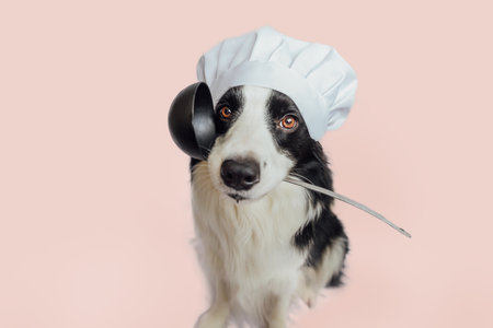 Funny puppy dog border collie in chef cooking hat holding kitchen spoon ladle in mouth isolated on pink background. Chef dog cooking dinner. Homemade food restaurant menu concept. Cooking processの写真素材