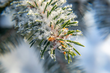Frosty fir tree with shiny ice frost in snowy forest park. Christmas tree covered hoarfrost and in snow. Tranquil peacful winter nature. Extreme north low temperature, cool winter weather outdoorの写真素材