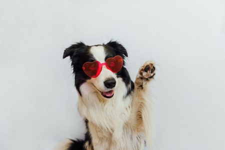 St. Valentines Day concept. Funny puppy dog border collie in red heart shaped glasses waving paw isolated on white background. Dog in love celebrating valentines day. Love lovesick romance postcardの写真素材