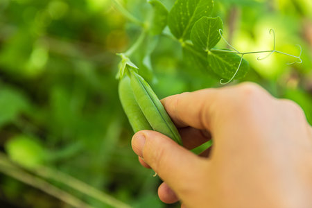 Gardening and agriculture concept. Female farm worker hand harvesting green fresh ripe organic peas on branch in garden. Vegan vegetarian home grown food production. Woman picking pea podsの写真素材