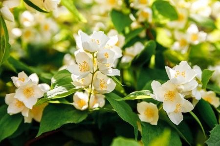 Beautiful white jasmine blossom flowers in spring time. Background with flowering jasmin bush. Inspirational natural floral spring blooming garden or park. Flower art design. Aromatherapy conceptの写真素材