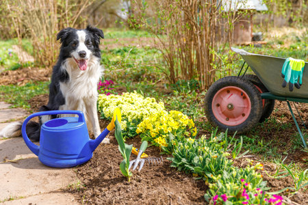 Outdoor portrait of cute dog border collie with watering can and garden cart in garden background. Funny puppy dog as gardener fetching watering can for irrigation. Gardening and agriculture conceptの写真素材