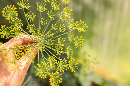 Gardening and agriculture concept. Female farm worker hand harvesting green fresh ripe organic dill in garden bed. Eco healthy organic home grown food production. Woman farmer picking fragrant herbの写真素材