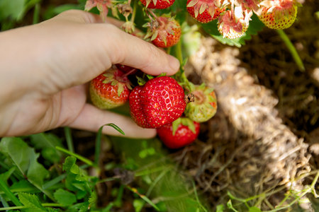 Gardening and agriculture concept. Woman farm worker hand harvesting red ripe strawberry in garden. Woman picking strawberries berry fruit in field farm. Eco healthy organic home grown food conceptの写真素材