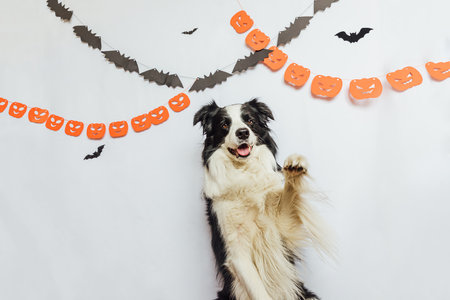 Trick or Treat concept. Funny puppy dog border collie on white background with halloween garland decorations. Preparation for Halloween partyの写真素材