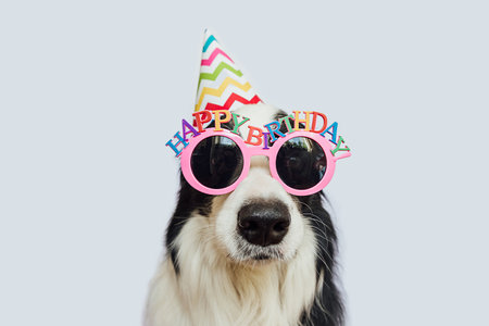 Happy Birthday party concept. Funny cute puppy dog border collie wearing birthday silly hat and eyeglasses isolated on white background. Pet dog on Birthday day. Preparation for partyの写真素材