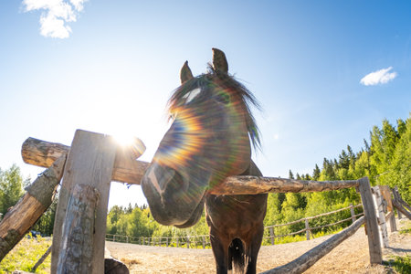 Racecourse concept. Modern animal livestock. Brown horse stallions in stall relaxing in training corral, farm countryside background. Horse in paddock corral outdoor. Horse in natural eco farmの写真素材