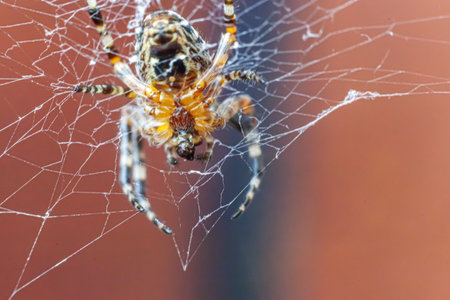 Arachnophobia fear of spider bite concept. Macro close up spider on cobweb spider web on blurred...