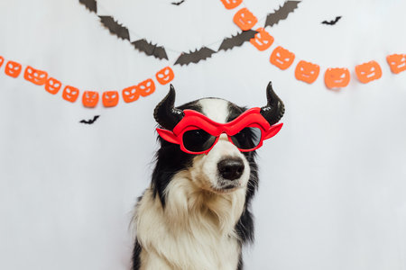 Trick or Treat concept. Funny puppy dog border collie dressed in halloween silly Satan devil eyeglasses costume on white background with halloween garland decorations. Preparation for Halloween partyの写真素材