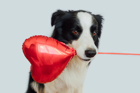 St. Valentines Day concept. Funny cute puppy dog border collie holding red heart balloon in mouth isolated on white background. Lovely dog in love on valentines day gives giftの写真素材