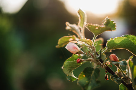 Hello spring. White pink apple blossom flowers in spring time. Background with flowering apple tree....
