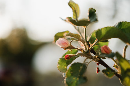 Hello spring. White pink apple blossom flowers in spring time. Background with flowering apple tree. Close up of fresh spring flowers in blooming garden park. Inspirational soft floral viewの写真素材