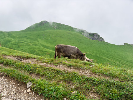 Ecological farming. Free cow on organic natural eco animal farm freely grazing in meadow. Domestic cow graze chewing grass in pasture. Modern animal livestock ecological farming. Animal rightsの写真素材