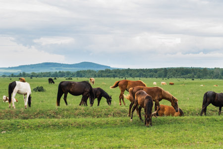Modern animal livestock. Horses grazing in green field grassland farm countryside background. Horse in meadow chewing grass outdoor. Horse in natural eco farm. Herd of horses on green pastureの写真素材