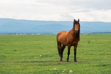 Horse grazing in green field grassland farm countryside background. Horse in meadow chewing grass outdoor. Horse on green pasture in natural eco farmの写真素材