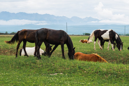 Modern animal livestock. Horses grazing in green field grassland farm countryside background. Horse in meadow chewing grass outdoor. Horse in natural eco farm. Herd of horses on green pastureの写真素材