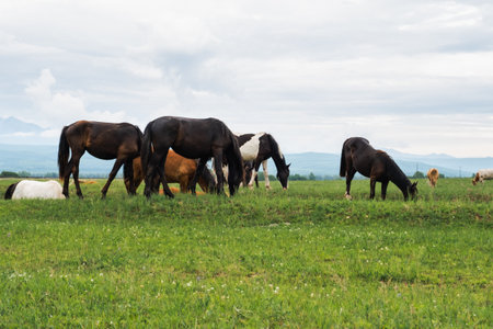 Modern animal livestock. Horses grazing in green field grassland farm countryside background. Horse in meadow chewing grass outdoor. Horse in natural eco farm. Herd of horses on green pastureの写真素材