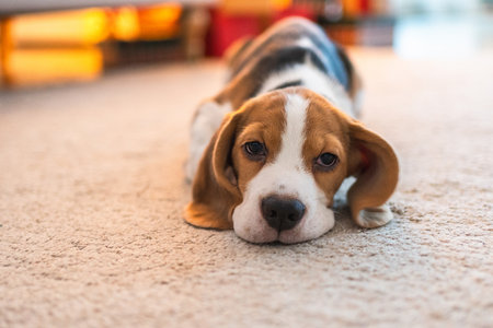 Funny portrait cute puppy dog beagle indoor. Pet dog resting at home. Puppy dog indoors in domestic...