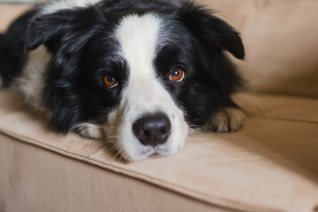 Cute puppy dog border collie lying down playing with funny face on couch at home indoors. Pet dog resting ready to sleep on cozy sofa. Funny emotional dog Love for pets friendship companion pet careの写真素材