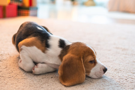 Funny portrait cute puppy dog beagle indoor. Pet dog resting at home. Puppy dog indoors in domestic room. Funny emotional dog having playful mood. Love for pets friendship companion pet careの写真素材