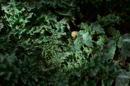 Little land snail hiding in dark green plant.の写真素材