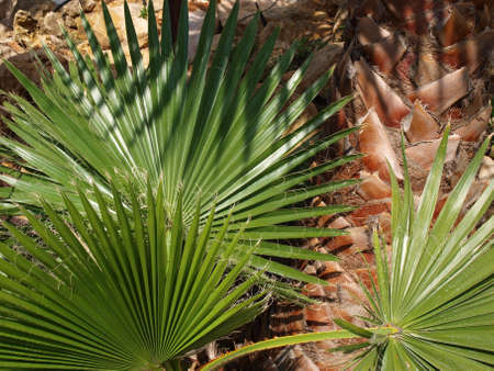 palm treeの写真素材