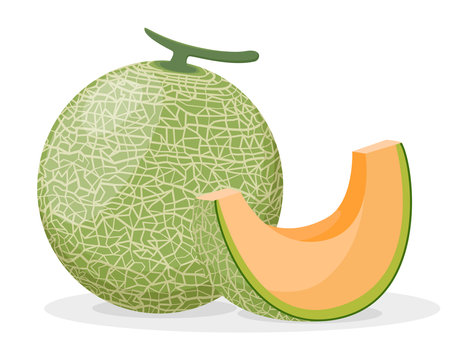 Set of cantaloupe melon fruit isolated on white backgroundのイラスト素材
