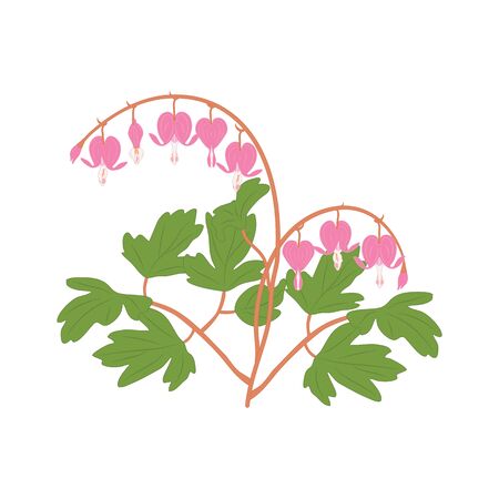 Asian flower isolated on white background with bleeding heart, heart shaped pink and white flower, lyre flower, heart flower and lady in a bath. Great for icon, symbol, logo, card design.のイラスト素材