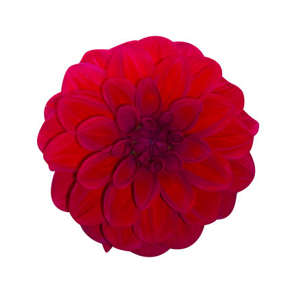 Dahlia Red isolated. Beautiful flower on white backgroundの写真素材