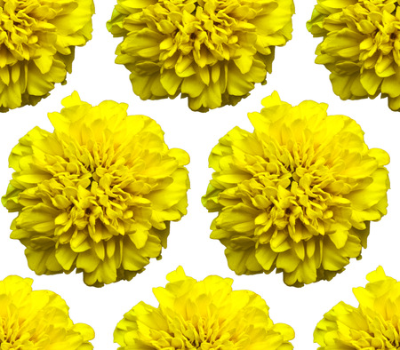 Yellow marigolds pattern. Beautiful flower background textureの写真素材