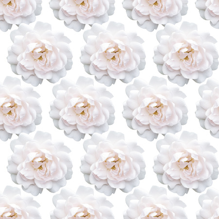 White rose pattern. Beautiful flower in garden. Floral backgroundの写真素材