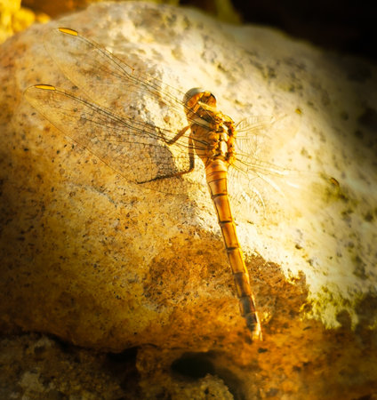 Dragonflyの写真素材