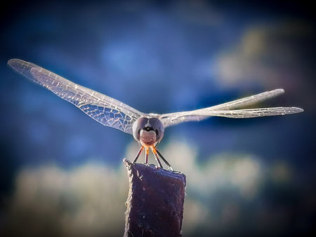 dragonflyの写真素材