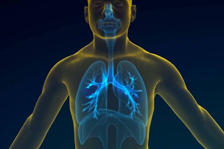 Diagram of the human respiratory system, 3D model, illustration of the human lungs.の写真素材