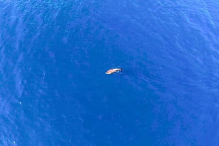 Top view of bottlenose dolphins in sea water. wild dolphins in the black sea.の写真素材