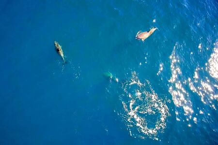 Top view of bottlenose dolphins in sea water. wild dolphins in the black sea.