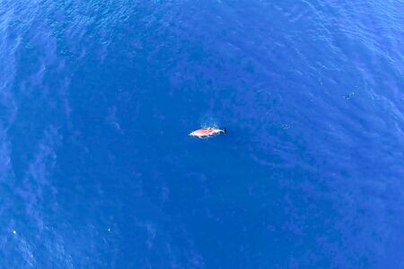 Top view of bottlenose dolphins in sea water. wild dolphins in the ...