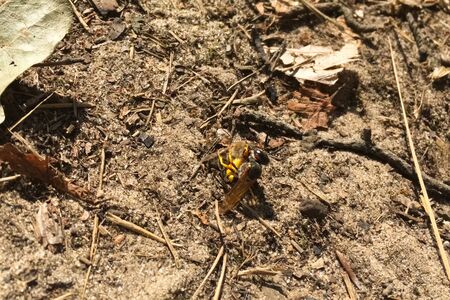 A predatory single wasp attacked a bee. wasp predatorの写真素材