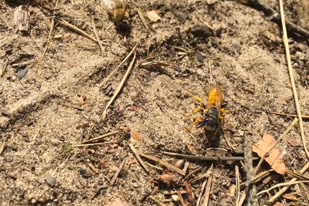 A predatory single wasp attacked a bee. wasp predatorの写真素材